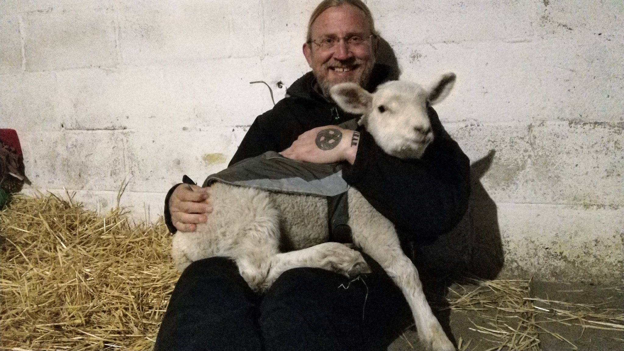 wil sheep